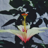 Портрет фотографа (аватар) Nabeela Raheem