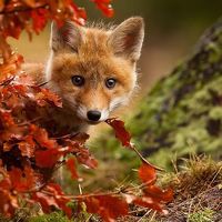 Портрет фотографа (аватар) Наталья Гайдукевич (Natalya Gaydukevich)