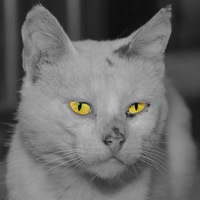 Портрет фотографа (аватар) Драган Рачићевић