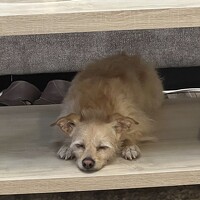 Портрет фотографа (аватар) Babak Daneshvar