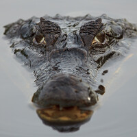 Портрет фотографа (аватар) Николай Попов (Nikolay Popov)