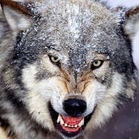 Портрет фотографа (аватар) Maksim