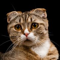 Портрет фотографа (аватар) Матвеев Юрий (Matveev Yuriy)