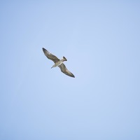 Портрет фотографа (аватар) Ксения Быкова (Ksenia Bykova)