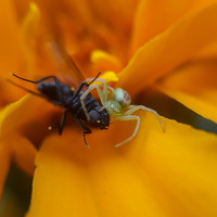 Портрет фотографа (аватар) Аnton P. (Anton)