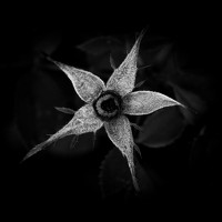 Портрет фотографа (аватар) Laura García (Laura García Zamora)