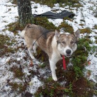 Портрет фотографа (аватар) Pchelkin Dima