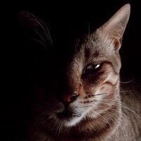 Портрет фотографа (аватар) Abhitha (Abhitha Mohan)