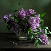 Фотография Татьяна Еремеева (TATYANA EREMEEVA) Портрет фотографа (аватар) Татьяна Еремеева (TATYANA EREMEEVA)