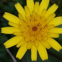 Портрет фотографа (аватар) Fatima