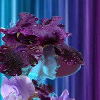 Портрет фотографа (аватар) Iris Leid