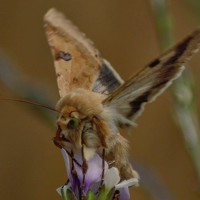 Портрет фотографа (аватар) Agnieszka