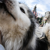 Портрет фотографа (аватар) Дмитрий Дадонкин (Dadonkin Dmitrii)