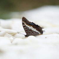 Портрет фотографа (аватар) Robin Prudence Dushimimana