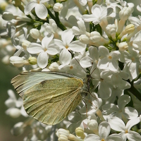 Портрет фотографа (аватар) Токарева Ольга