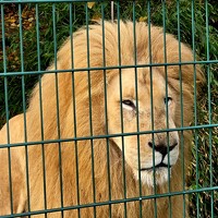 Портрет фотографа (аватар) Krupion