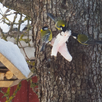 Портрет фотографа (аватар) Viz Shmiz