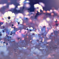 Портрет фотографа (аватар) Наталья (Natalia)