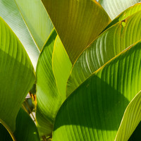 Портрет фотографа (аватар) Argie Dante (Argie Caluban Dante)