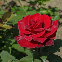 Портрет фотографа (аватар) Елена Зимняя (Еlena)