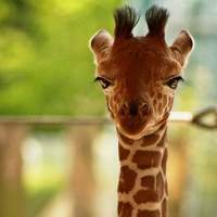 Портрет фотографа (аватар) Khanthan Nair (கேசவகாந்தன் நாயர்)