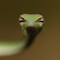 Фотография gowathaman ganesan Портрет фотографа (аватар) gowathaman ganesan