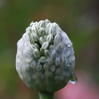 Портрет фотографа (аватар) Татьяна Панчешная (Tatiana Pancheshnaya)