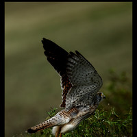 Портрет фотографа (аватар) vijaya kumar