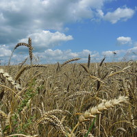 Портрет фотографа (аватар) Наталья Костюкова (Natallia Kastsiukova)