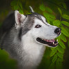 Анна Вильховая