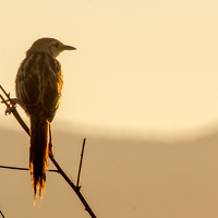 Портрет фотографа (аватар) Thai Siung Wong (Wong Thai Siung)