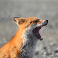 Портрет фотографа (аватар) Артём Белошицкий (Artyom Beloshickiy)