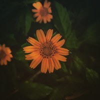 Портрет фотографа (аватар) Vrajesh Mistry