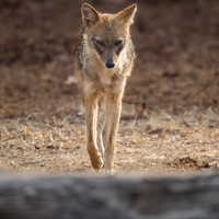 Портрет фотографа (аватар) Nikhil mehra