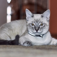 Портрет фотографа (аватар) Алексей Ольшевский (Olshevsky)