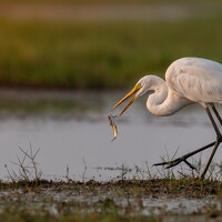 Портрет фотографа (аватар) Sudipta Saha