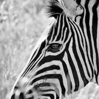 Портрет фотографа (аватар) ADRIAAN JACOBUS MOULDER