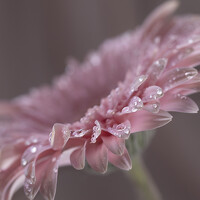 Фотография Julia Arditi Портрет фотографа (аватар) Julia Arditi