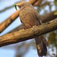 Портрет фотографа (аватар) VIJAYAKUMAR VARMA (vijayakumar varma r)