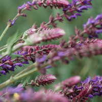 Портрет фотографа (аватар) Анна (Anna)