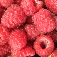 Портрет фотографа (аватар) Светлана Дмитриева (Svetlana)