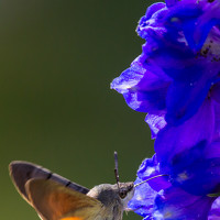 Портрет фотографа (аватар) Кобец Дмитрий (Dmitry)