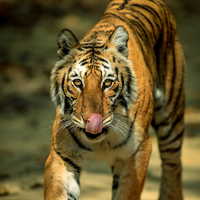 Портрет фотографа (аватар) himanshu agarwal