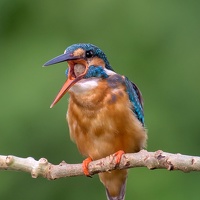 Портрет фотографа (аватар) MANJUNATH RAO