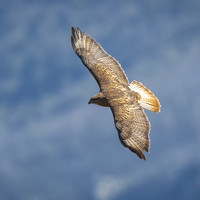 Портрет фотографа (аватар) Noureddine Belfethi