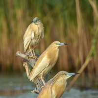 Портрет фотографа (аватар) Mircea Negulescu (Mircea)