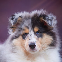 Портрет фотографа (аватар) Лариса Кадина