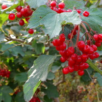 Портрет фотографа (аватар) Елена Кустова (Elena Kustova)