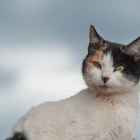 Портрет фотографа (аватар) Ariel Rebolledo