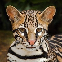 Портрет фотографа (аватар) Raubkatze (big cat)